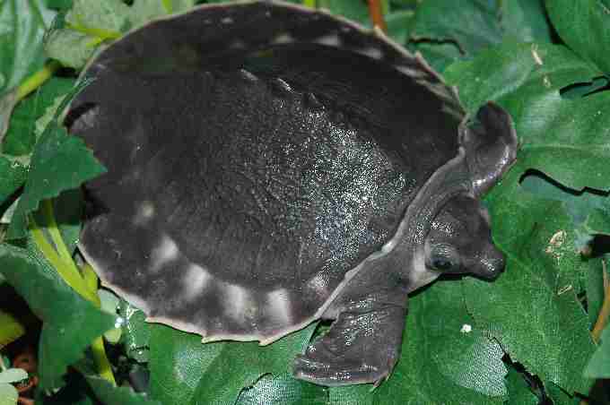 Fig. 5. Pig nosed turtle juvenile (six months old) born at Rotterdam Zoo. Regrettably it is not in the ESF or EAZA programme, but it is a very important species to coordinate as it is involved in a massive trade.