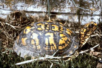 The Eastern Box Turtle(Terrapene carolina carolina)