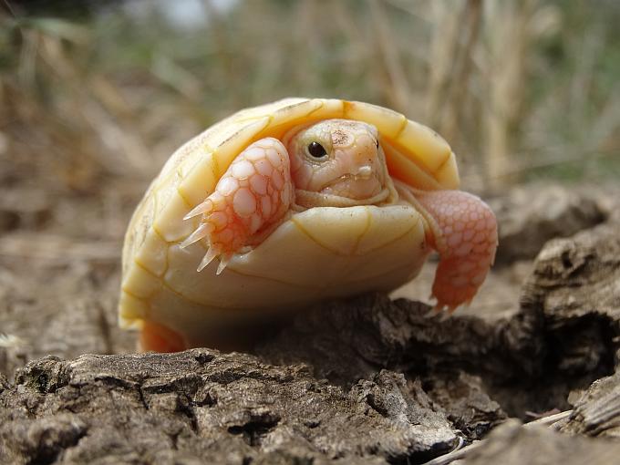 Albino Tortoise