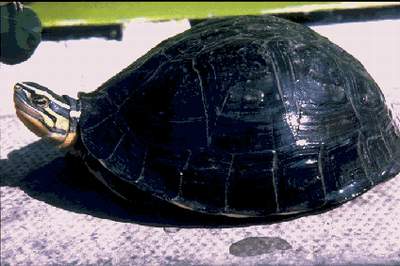 The Southeast Asian Box Turtle (Cuora amboinensis)