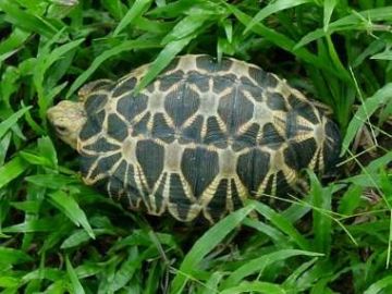 The Burmese Star Tortoise (Geochelone platynota) from South Myanmar
