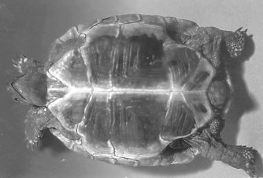 back image