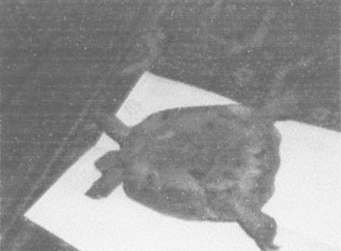Bad Image