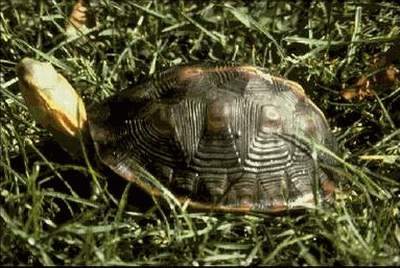 The Chinese Box Turtle (Cuora flavomarginata)