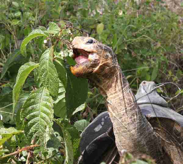 A Galapagos Giant Tortoise eating Tournefortia fruits. A Galapagos Giant Tortoise eating Tournefortia fruits.