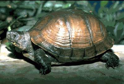 The Gulf Coast Box Turtle (Terrapene carolina major)