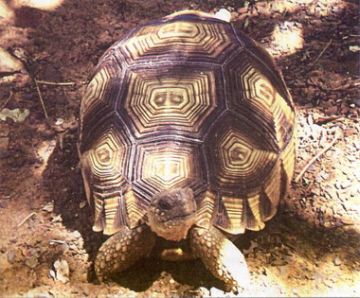 A young Angonoka Tortoise - Photo: Hasina Randriamanam Pisoa