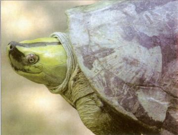 A Male Burmese Ridge-back Turtle (Kachuga trivittata) in full breeding colour.