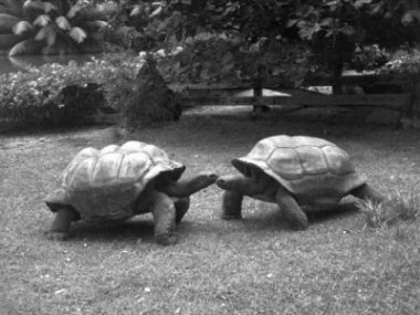 Male giant tortoises: Adam (D. hololissa) left, Stan (D. arnoldi) right