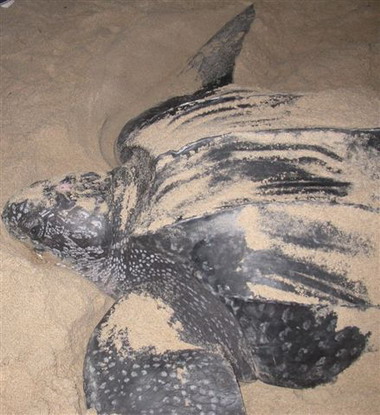 A female leatherback on a Trinidad beach
