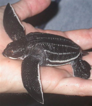 A hatchling leatherback, just prior to its return to the sea
