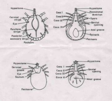 Fig.1: Ectoparasites of captive Geochelone elegans