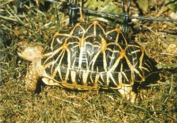 Fig.5: Indian star tortoise Geochelone elegans. (Photo by Vic Merrill)