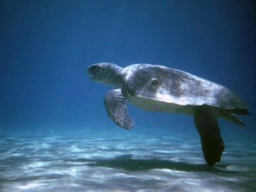 Swimming Loggerhead Turtle