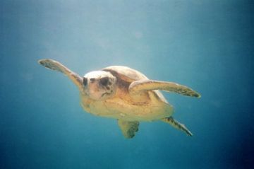 Swimming Loggerhead Turtle, Zakynthos