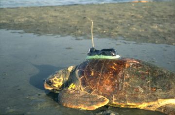 Turtle with transmitter heading for the sea