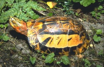 Vietnamese Flowerback Turtle