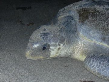 Photo 2. The only olive ridley turtle we witnessed on the north coast beaches.