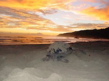 Photo 3. Leatherback turtle on Grande Tacarib at sunrise.