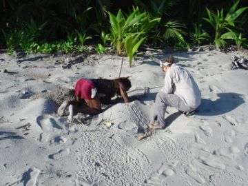 Photo 4. Nest excavation on Grande Tacarib.