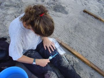 Photo 5. Measuring a leatherback hatching.