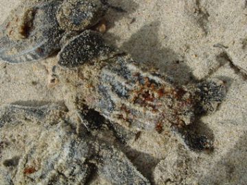 Photo 6. Red ants on a leatherback hatchling.