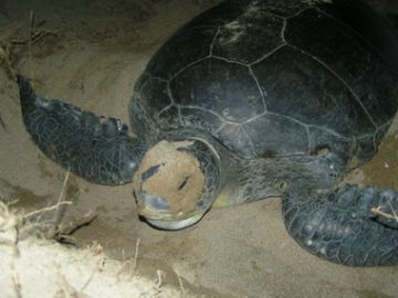 Photo 1. Green turtle camouflaging her nest