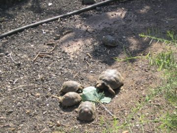 Feeding time at the Charles Darwin Research Station Tortoise Breeding Centre.