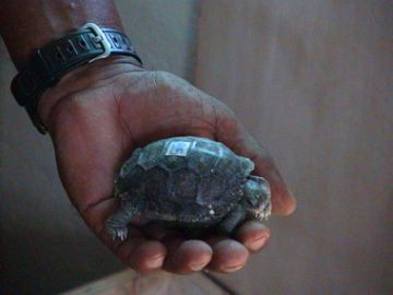 Tortoise hatchling at the Charles Darwin Research Station.
