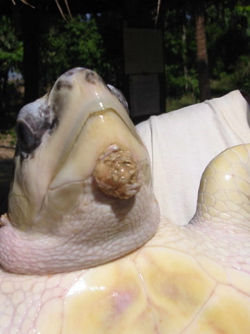 Callus on olive ridley turtle head-started in captivity in cement tank for 3 years.