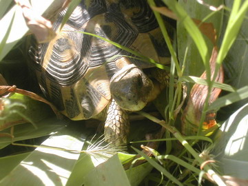 Photo 1. Hermann’s tortoise 'dans herbes vertes'.