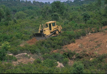 Photo 2. Destruction of habitat by mechanical land clearance.