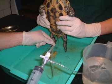 Sedated Red Eared Terrapin