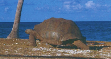 Giant Tortoise