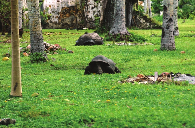 Tortoise at Grande Barbe