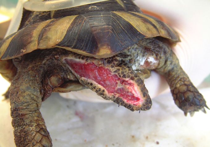 Fig. 13. Tail wound healing (day 15).