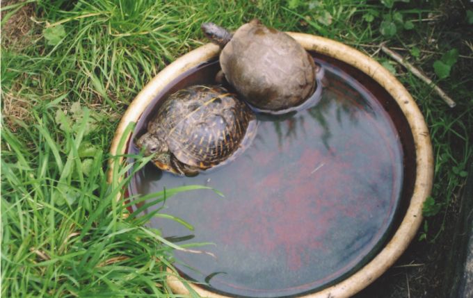 Fig. 5. Ornate and three-toed box turtles enjoying a bathe in their outdoor enclosure.