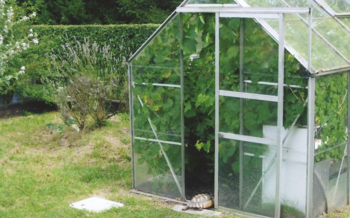 Fig. 6. Unheated greenhouse with a grapevine that is browsed by the occupants.