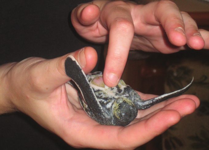 Figure 7. Stimulating a hatchling about 12 hours old. Photos 4-7 by Dominic Fawcett. 