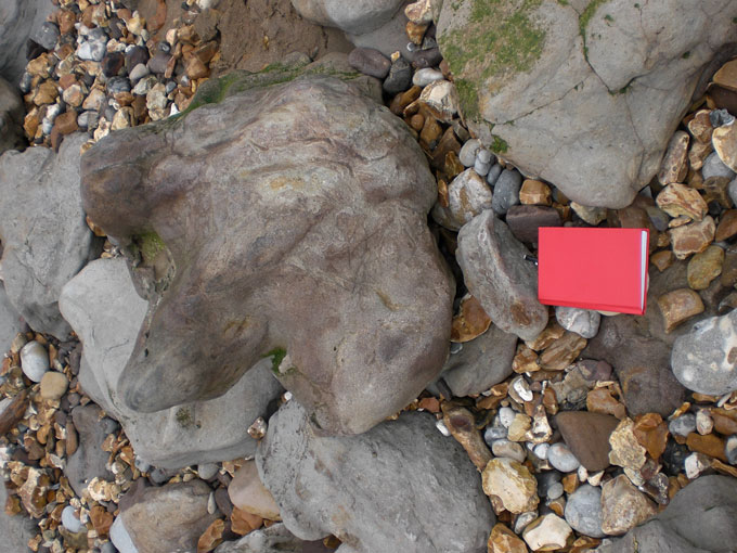 Fig. 5. Cast of a dinosaur footprint at Hanover Point, Isle of Wight, with field notebook 15x10cms for scale.