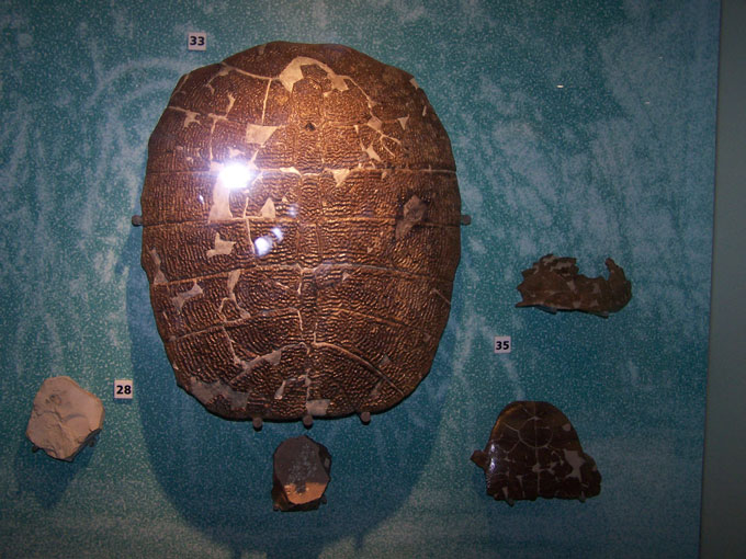 Fig. 6. Carapace of the soft-shell turtle Trionyx incrassatus  (33 left) and pond turtle  Emys  sp. (35 right) both from Fishbourne, Isle of Wight. Dinosaur Isle, Sandown.