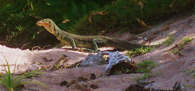 (a) Mangrove Monitor Lizard (Varanus indicus) Loosiep Island, Ulithi Atoll, 2008.