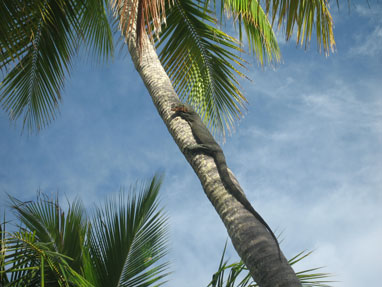 Monitor lizard on a coconut tree, Loosiep Island, Ulithi Atoll, 2008.
