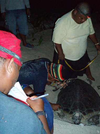 Fig. 3. (a) Field crew tagging and measuring a nesting green turtle on Gielop Island.