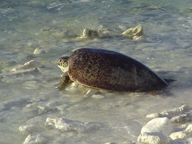 Fig. 3. (b) Nesting green turtle returning from nesting in the early morning on Gielop Island.