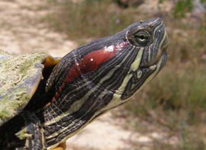 Fig. 8a. Red-eared slider.
