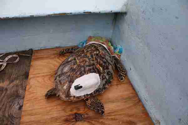 Fig. 4. Juvenile hawksbill turtle with an acoustic tag, waiting for the putty to set. The turtle has a wet washcloth over its head to help keep it calm.