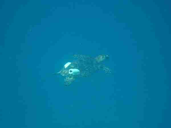 Fig. 9. Tagged turtle swimming above Lighthouse Reef Atoll’s forereef.