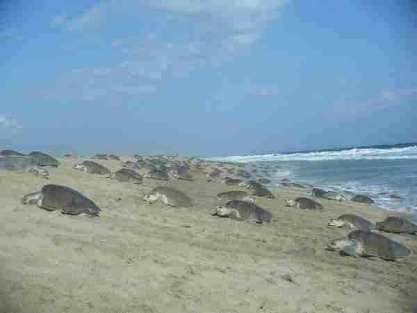 Fig. 1. Females coming ashore to lay their nests. Most nesting usually occurs during the night, but this photo was taken in the late afternoon at the onset of the arribada. Photo by M. Ocana.