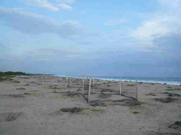 Fig. 3. Study plots were built across the middle zone of the beach where nesting is frequent. Photo by M. Ocana.